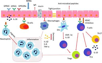 Immunomodulating Activity and Therapeutic Effects of Short Chain Fatty Acids and Tryptophan Post-biotics in Inflammatory Bowel Disease